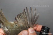 CZEP26-025 y