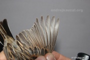 CZEP26-063 y
