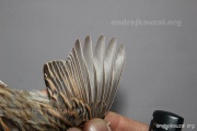 CZEP26-064 y