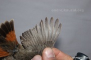 CZEP26-066 y