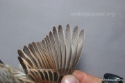 CZEP26-067 y