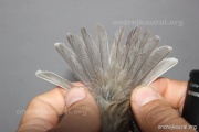 CZEP26-077 d