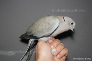 CZEP26-082 a