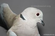 CZEP26-082 b