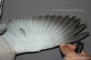 CZEP26-082 c2