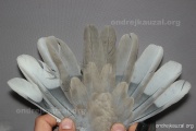 CZEP26-082 d1