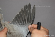 CZEP26-082 y
