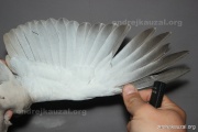 CZEP26-084 c2