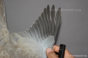 CZEP26-084 y