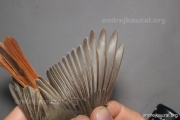 CZEP26-092 y
