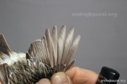 CZEP26-102 y