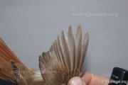 CZEP26-105 y