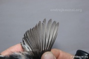 CZEP26-107 y