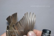 CZEP26-109 y