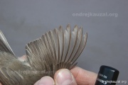 CZEP26-111 y