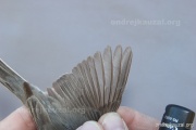 CZEP26-114 y