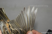 CZEP26-122 y