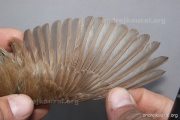 CZEP26-124 c1