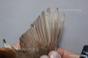 CZEP26-124 y1