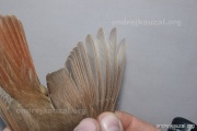 CZEP26-125 y1