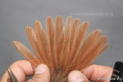 CZEP26-127 d