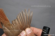 CZEP26-129 y1