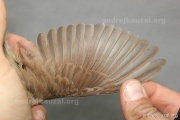 CZEP26-130 c1