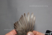 CZEP26-132 y