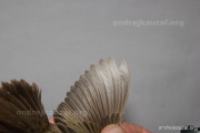 CZEP26-133 y