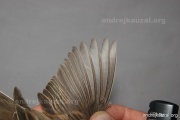 CZEP26-135 y