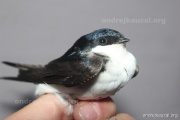 CZEP26-138 b