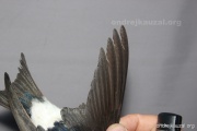 CZEP26-138 y