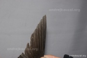 CZEP26-139 y