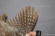CZEP26-145 y