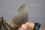 CZEP26-150 y