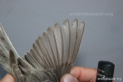 CZEP26-158 y