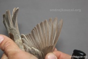 CZEP26-162 y
