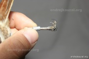 CZEP26-163 x