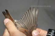 CZEP26-163 y