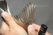 CZEP26-164 y