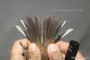 CZEP26-165 d