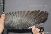 CZEP26-167 c1