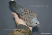 CZEP26-169 z