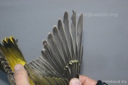 CZEP26-170 y