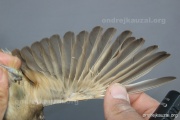 CZEP26-177 c2