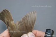 CZEP26-180 y
