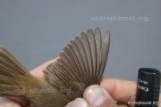 CZEP26-182 y