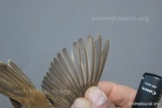 CZEP26-183 y