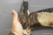CZEP26-188 z