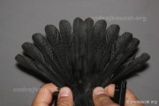 CZEP26-200 d